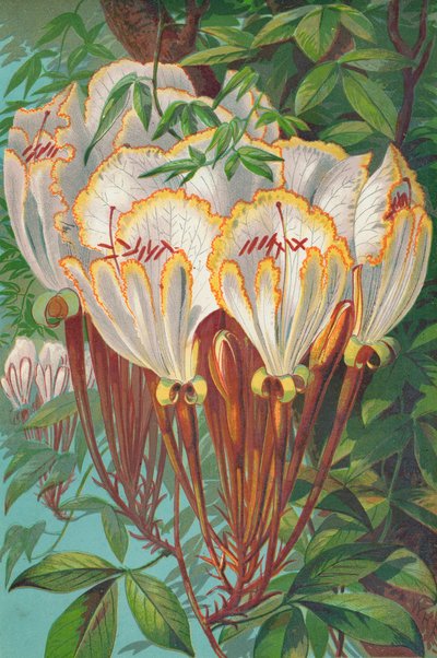 Camoensia Maxima by English School